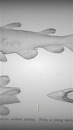 SHOCKING Discovery: The Goblin Shark That Broke Science! #shorts