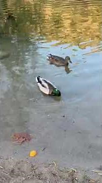 Video of Deep Creek Hot Springs Campground, CA from carina M.