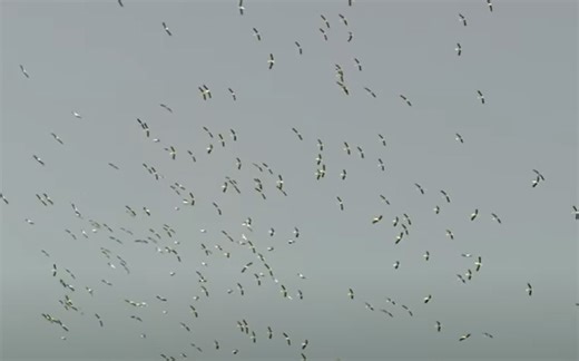 动物世界带字幕（中英双语）——The Secret of Migrating Birds