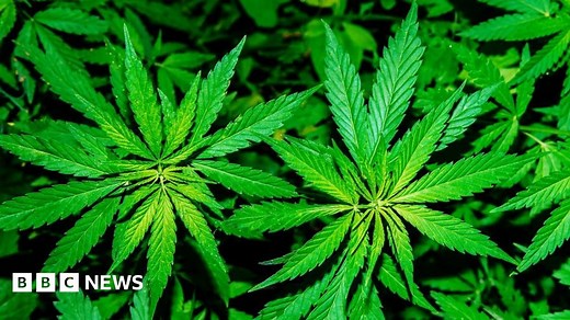 Cannabis in the UK: Your views on making it legal