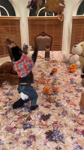 Dex the Monkey on Instagram: "He’s ready for thanksgiving 🍂🍁 #explorepage #viral #monkey #dexthemonkey #instareels #reelsofinstagram #fyp #animallovers"