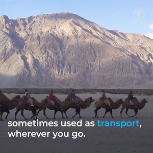 Das Jahr 2024 ist das Internationale Jahr der #Kamele. Ein ganzes...