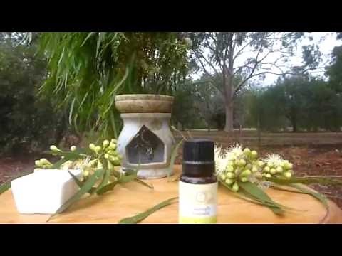 Lemon Eucalyptus essential oil use for aromatherapy, Australia’s most invigorating essential oil.