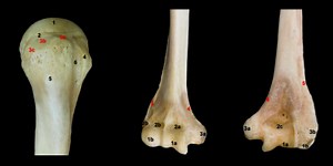 Epífisis distal y proximal del húmero
