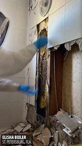 684K views · 3.9K reactions | YIKES!  A St. Pete couple called a local beekeeper for help after the husband was stung inside their home. After removing the tiles in the shower wall, it revealed a 7-foot beehive with 100 pounds of honey and up to 80,000 bees living in it! STORY: https://bit.ly/3dQmtMm | FOX 13 News - Tampa Bay | Facebook