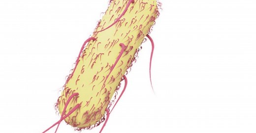 Septicemia: o que é, as causas e os sintomas