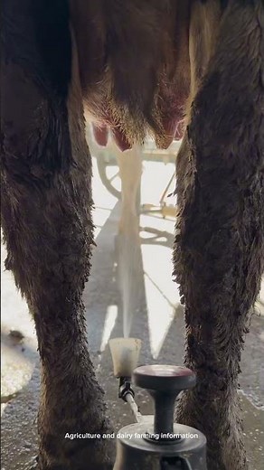 Automatic Milking Machine in Action