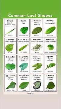Common Leaf Shapes and Their Names