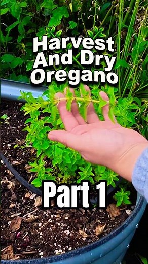 🌿Oregano: How To Harvest And Dry