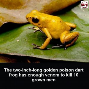 18K views · 63 reactions | Crazy Facts !!!! | GK-General Knowledge | Facebook