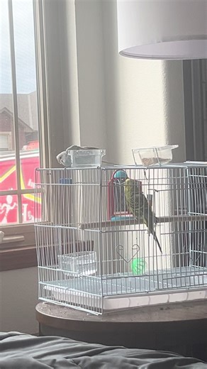 #birdbath #parakeet | bird bath