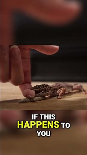 What To Do If A Leopard Gecko Bites You