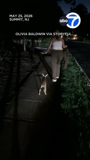 Baby deer follows woman who rescued it from grate
