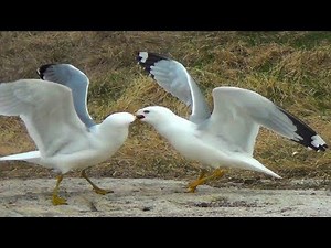 Seagulls Fighting