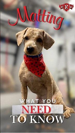 Matting Explained: Why Doodle Owners Must Brush Daily | Miami Mobile Grooming #exclusivepetgroom