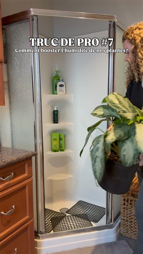 Végétal Design 🌿 on Instagram: "TRUC DE PRO 7 – Boostez l’humidité de vos plantes en hiver 🌿💧 L’hiver, avec le chauffage qui assèche l’air, nos plantes peuvent souffrir : feuilles sèches, croissance ralentie et même apparition de nuisibles comme la tétranyque (araignée rouge), qui adore les environnements secs. 💦 La solution simple : la douche des plantes Donnez-leur une douche douce et tiède, en laissant l’eau ruisseler sur les feuilles pendant environ 1 heure. Les bénéfices : • Augmente l’