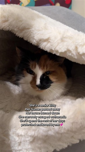 Cute calico rescue cat adopted: senior kitty saved and loved