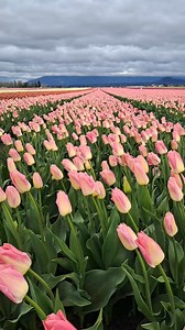 Where are the 🌷 ? They're here! Visit our website for the latest bloom map updates, events during this month's @skagitvalleytulipfestival and oh, so much more! Discover the Magic of Skagit #magicskagit ✨️ #SkagitValley #skagitvalleytulipfestival #visitskagitvalley | Skagit Valley