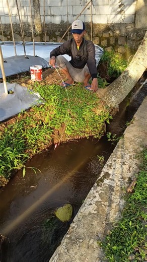 It turns out there are tilapia fish in this gutter