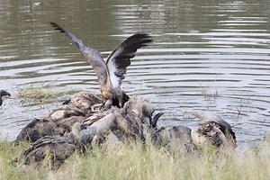 Feeding Frenzy Vultures