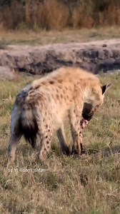 The Bone cracker hyena. | Fun Page