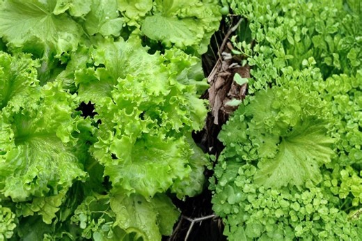 Muir Lettuce 50 Seeds – Lactuca Sativa - Etsy