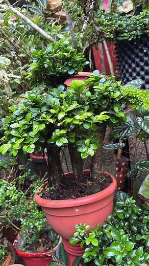 #8921939101 #homegarden #red #aglonima #packing #birdnestfern #plants #garden #kerala #anthurium #foliage #gloriousum #giveawayalert #syngonium #cobra #fern #dischidia | 𝗛𝗶𝗱𝗮𝘆𝗮'𝘀 𝗛𝗼𝗺𝗲 𝗚𝗮𝗿𝗱𝗲𝗻 - 𝚑𝚊𝚜𝚎𝚎𝚗𝚊 𝚓𝚊𝚋𝚋𝚊𝚛