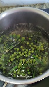 Trevesia palmata/snowflake plants Different names with different tribes For example chom, akhwapui, duneira etc. I just love the taste so make a cuisine and enjoying the flavour #manipuricuisine #everyone #Manipur | Kumdam Konjengbam