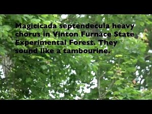 Vinton Furnace State Experimental Forest M. septendecula heavy chorus (2016, OH, Brood V, Magicicada