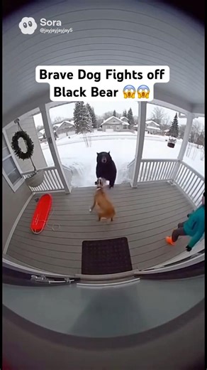 This brave dog fights off Huge black bear