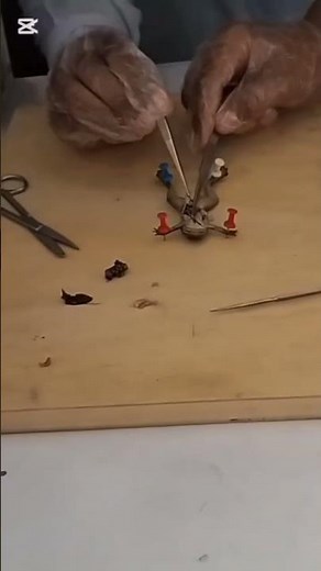 Frog Dissection by students #science #lab #2025