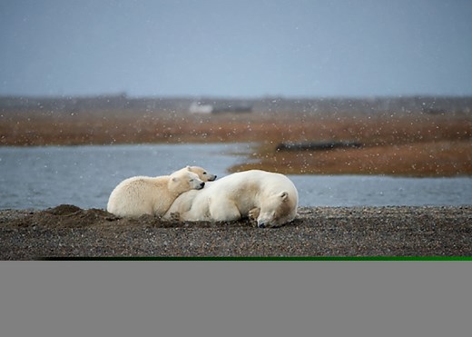 Why Do Polar Bears Have White Fur?