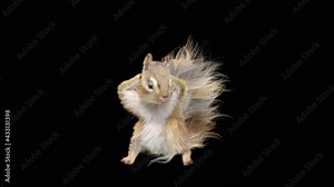 Chipmunk Dance CG fur. 3d rendering, animal realistic CGI VFX, Animation Loop, composition 3d mapping cartoon, Included in the end of the clip with Alpha matte.
