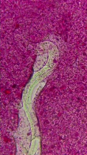 Lipstick Under Microscope: The Hidden Reality 😳 #shocking #makeup