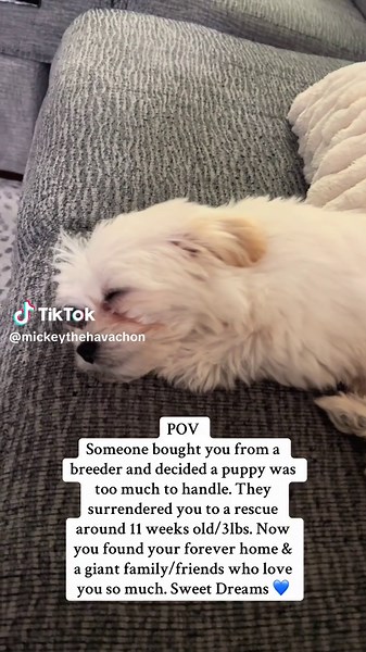 Mickey's Journey: From Abandoned Puppy to Forever Home