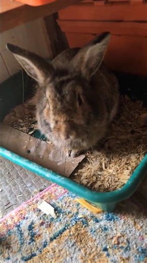 Simon demonstrates to Pip that real poop goes in the box, cecotropes on the floor 🐰🩵🐇