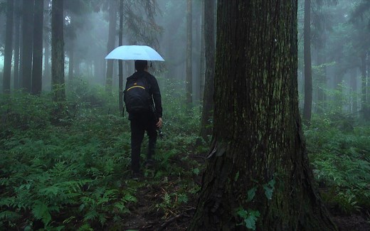 【4K】漫步雨中森林