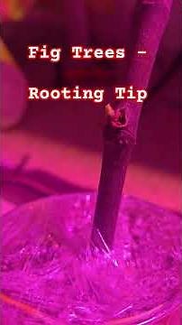Fig Tree Rooting Tip: Why Patience is Key! 🌿✨