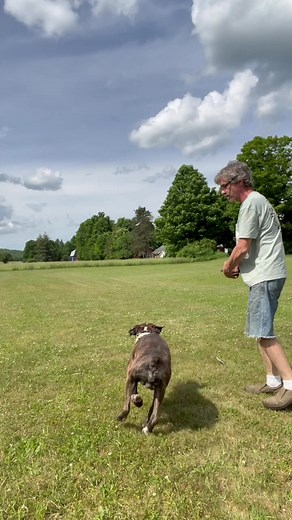 Dog Training Boxer Dog #Boxerdog #dogtraining #dog #petercainedogtraining
