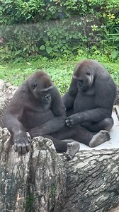 Belle complicité ! À ton avis ils se disent quoi ? #nature #gorille #forêt #voyage #explore | Tourisme au Cameroun