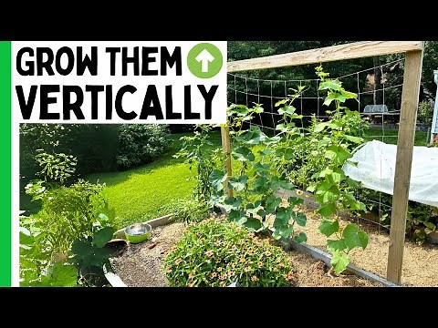 5 Vegetables That Grow BETTER Vertically ⬆️