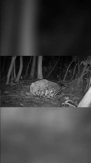 Jaguar's Silent Forest Witness Untouched Nature & Forest's Secrets