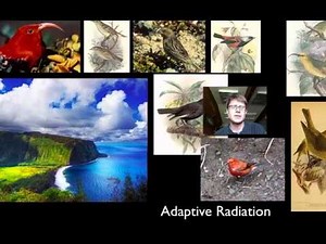 Extinction and Radiation of Life ( Read ) | Earth Science