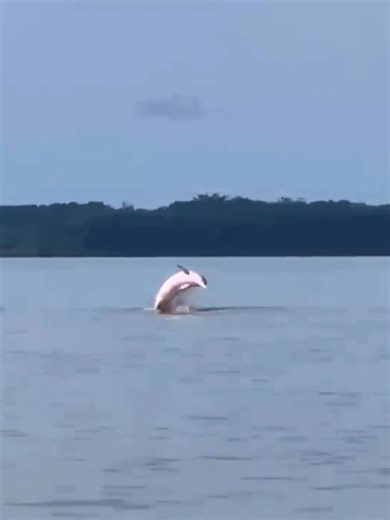 🐬 Come to our lodge and see two dolphin species: 🩷 The Amazon River dolphin (Inia geoffrensis) or bufeo colorado is one of the largest species of river dolphin. It is known for its pink coloration! 🩶 The grey dolphin (Sotalia fluviatilis) or delfín gris is often found in larger groups than the pink dolphin. Ready to explore the Amazon River in Peru? #rioamazonas #animals #delfines #selvaperuana #iquitos