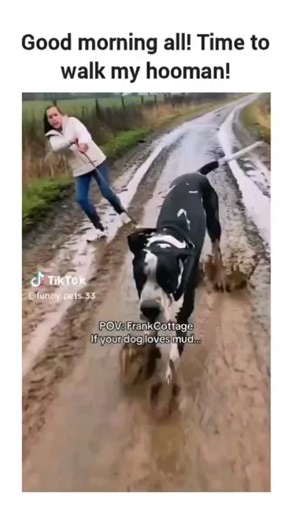 memelogist on Instagram: "The instagram reel video compilation of authentic TikTok clips from @funny_pets , depicting dogs vigorously pulling owners into mud, puddles, and snow during walks, with the caption "Good morning all! Time to walk my hooman!" playfully reversing the typical owner-dog dynamic. Posted on December 4, 2025, by @RareImagery —a account focused on humorous dog content—it quickly amassed 1,961 likes, 35,000 views, and 40 replies, mostly users laughing and recounting similar tum