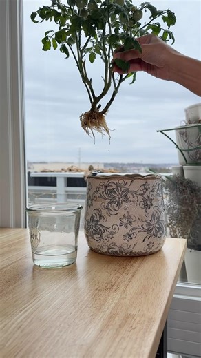 Potting Tiny Tim Tomato Propagation