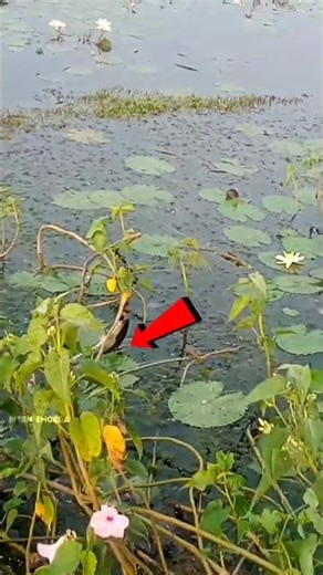 How to take snake head fish catch ing #fishing #snakehead #shortsfeed #fish