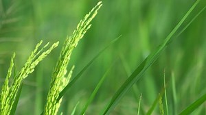 Rice Farm Stock Footage Video (100% Royalty-free) 19259080 | Shutterstock