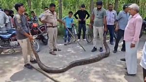 Watch: Massive 13-feet-long python rescued from Haridwar's Ismailpur village, released in forest