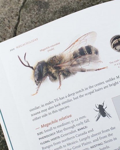 Learn all about common bees of Western North America! | #shorts